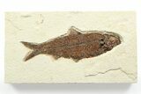 Detailed Fossil Fish (Knightia) - Wyoming #356739-1
